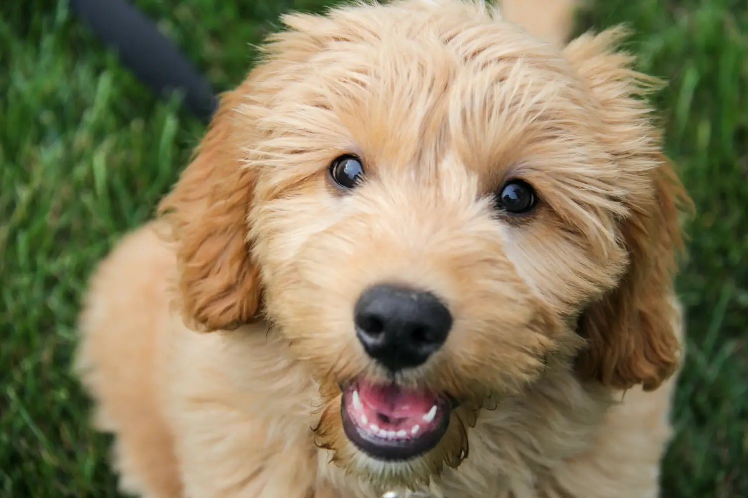 Einen Goldendoodle Welpen zu kaufen, bedeutet Verantwortung zu übernehmen! Goldendoodle Welpen kaufen.
