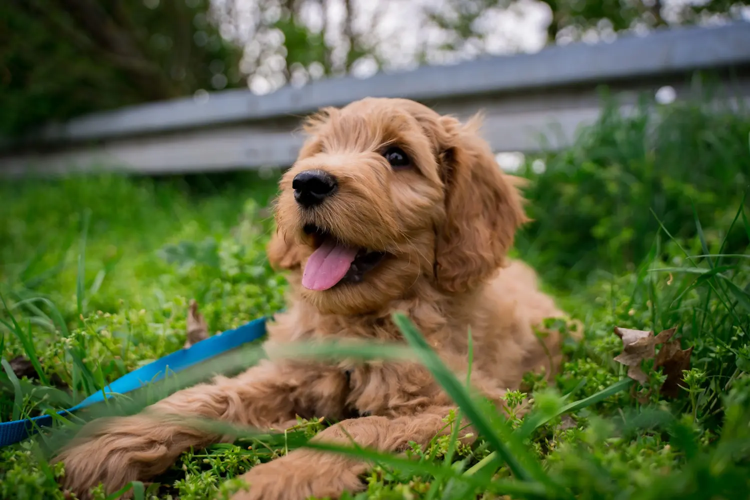 Einen Goldendoodle Welpen zu kaufen, bedeutet Verantwortung zu übernehmen! Goldendoodle Welpen kaufen.