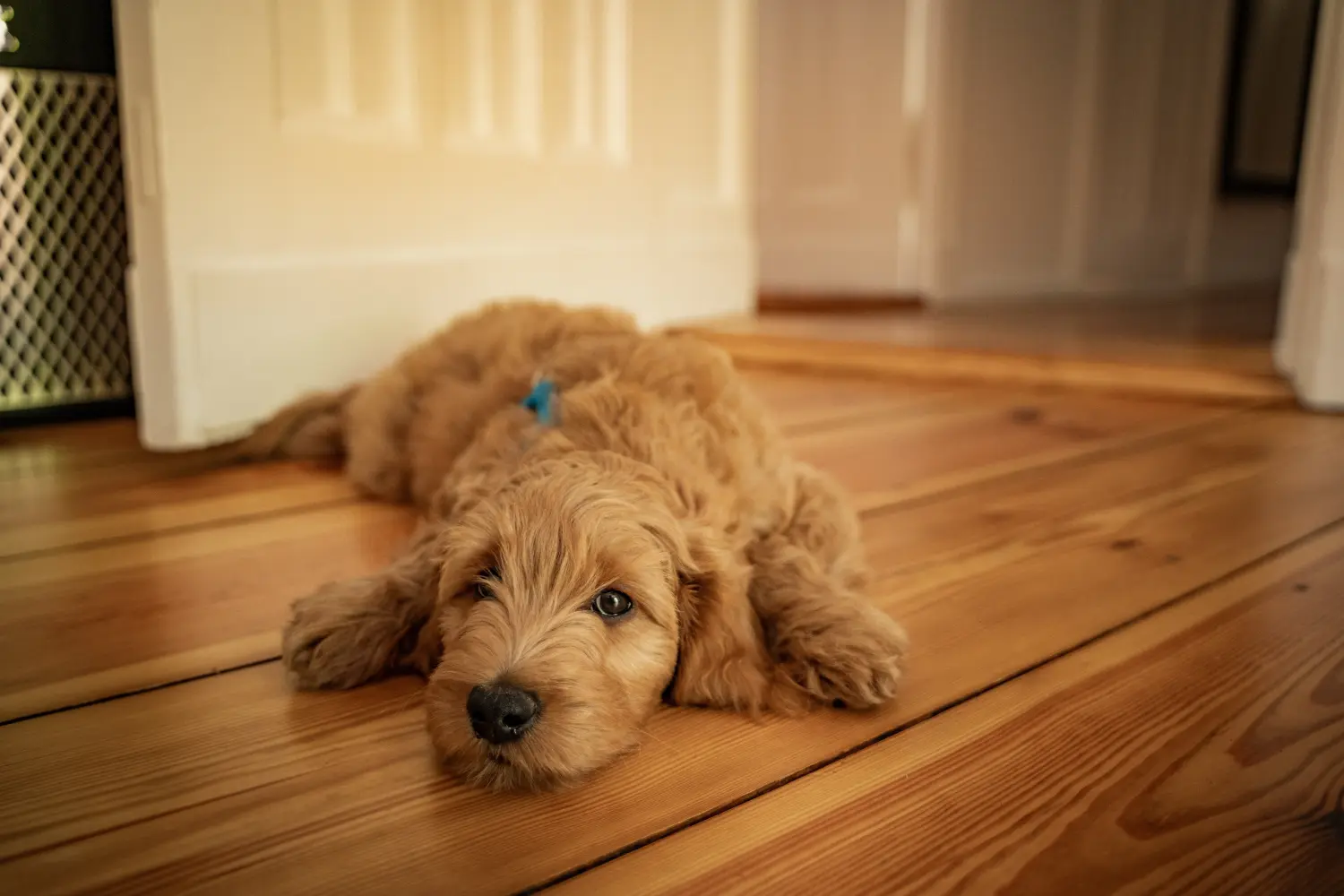 Einen Goldendoodle Welpen zu kaufen, bedeutet Verantwortung zu übernehmen! Goldendoodle Welpen kaufen.