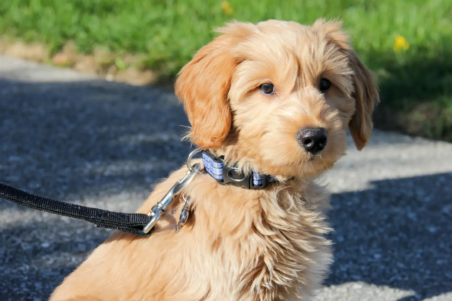 Einen Goldendoodle Welpen zu kaufen, bedeutet Verantwortung zu übernehmen! Goldendoodle Welpen kaufen.