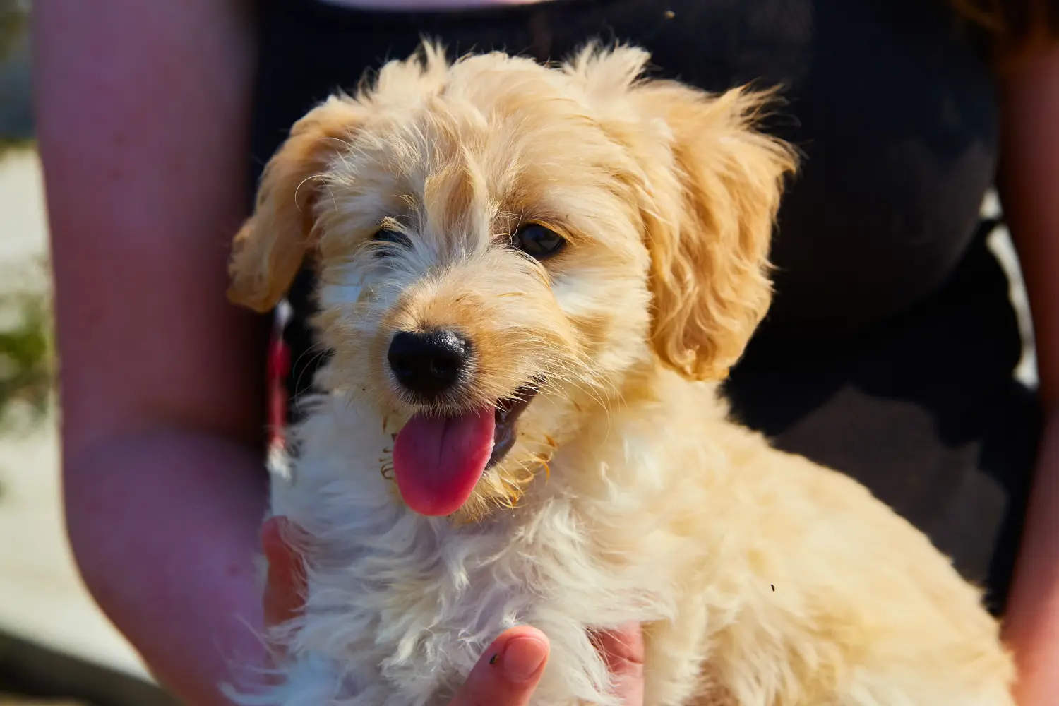 Einen Goldendoodle Welpen zu kaufen, bedeutet Verantwortung zu übernehmen! Goldendoodle Welpen kaufen.