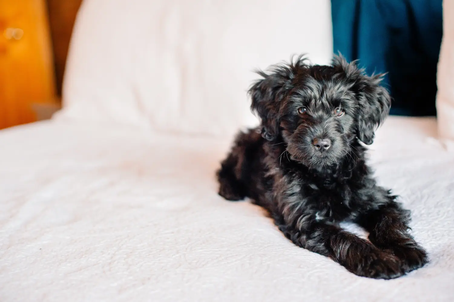 Einen Goldendoodle Welpen zu kaufen, bedeutet Verantwortung zu übernehmen! Goldendoodle Welpen kaufen.