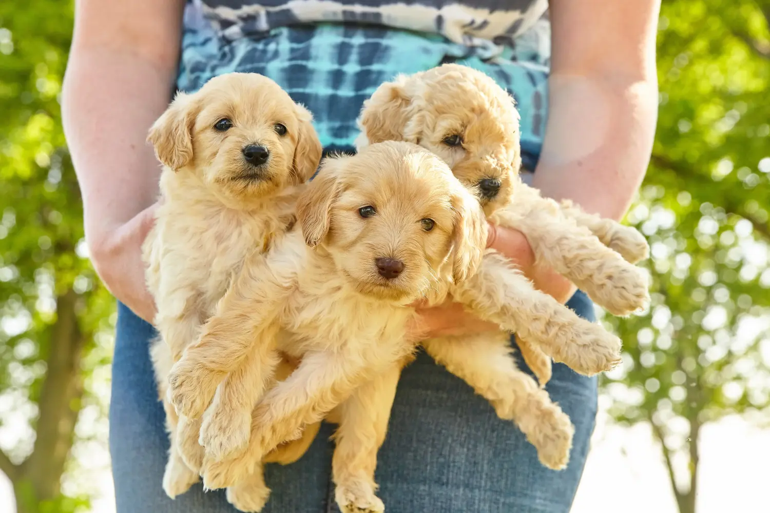 Einen Goldendoodle Welpen zu kaufen, bedeutet Verantwortung zu übernehmen! Goldendoodle Welpen kaufen.