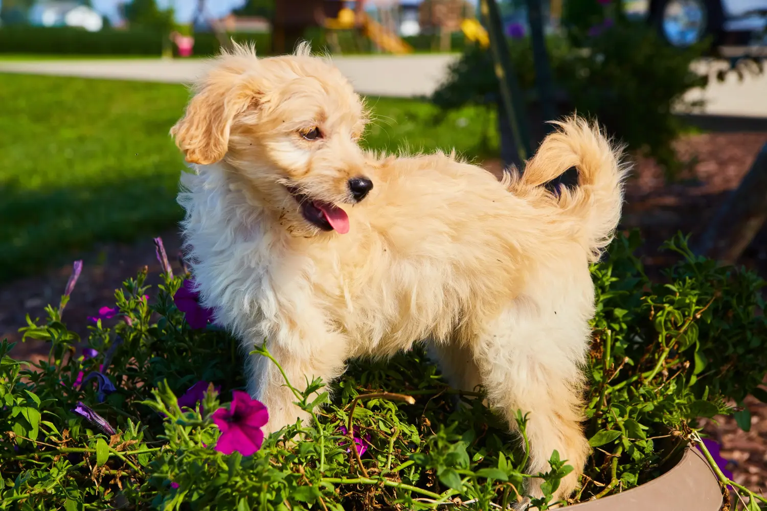 Einen Goldendoodle Welpen zu kaufen, bedeutet Verantwortung zu übernehmen! Goldendoodle Welpen kaufen.