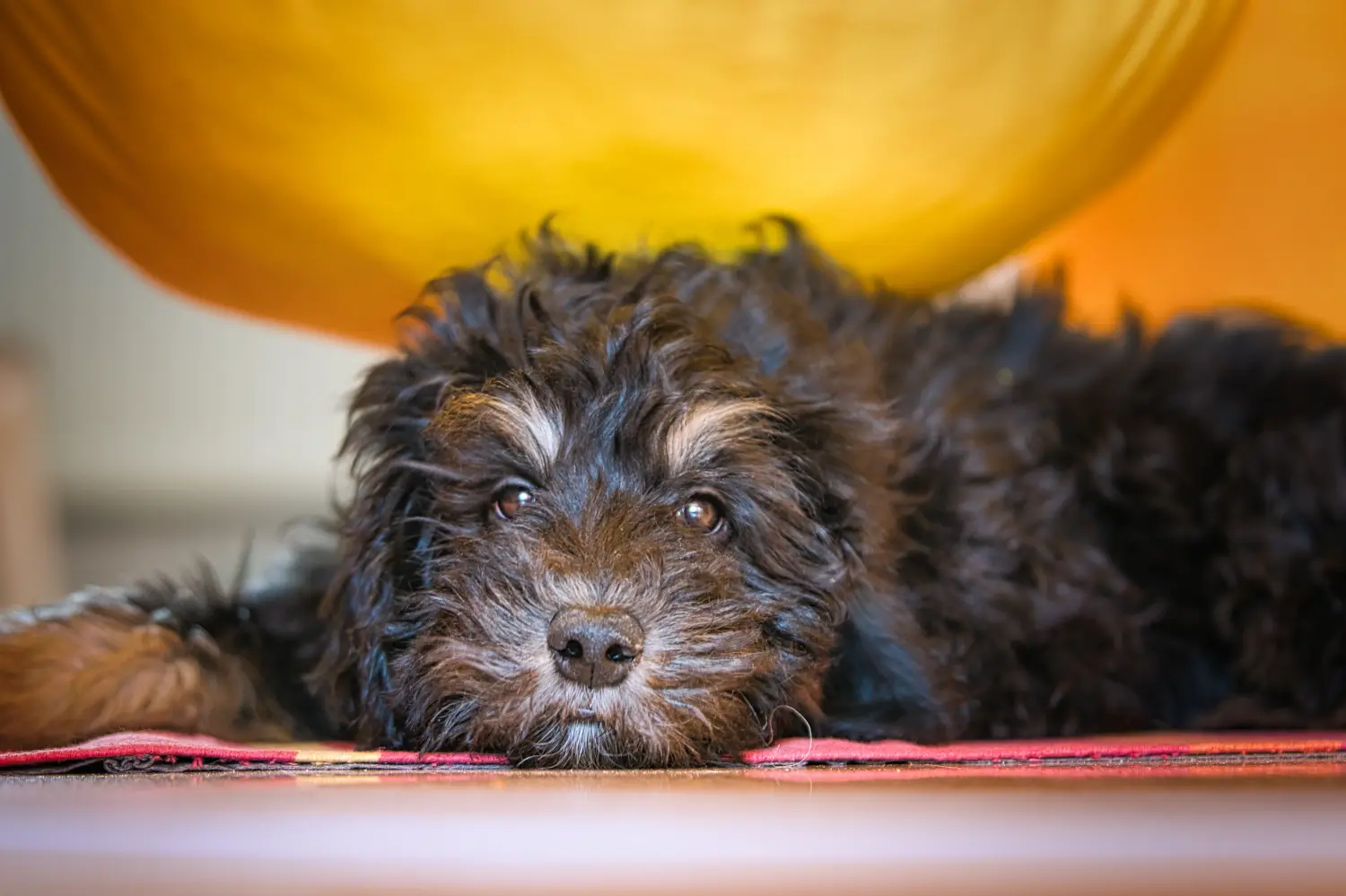 Einen Goldendoodle Welpen zu kaufen, bedeutet Verantwortung zu übernehmen! Goldendoodle Welpen kaufen.