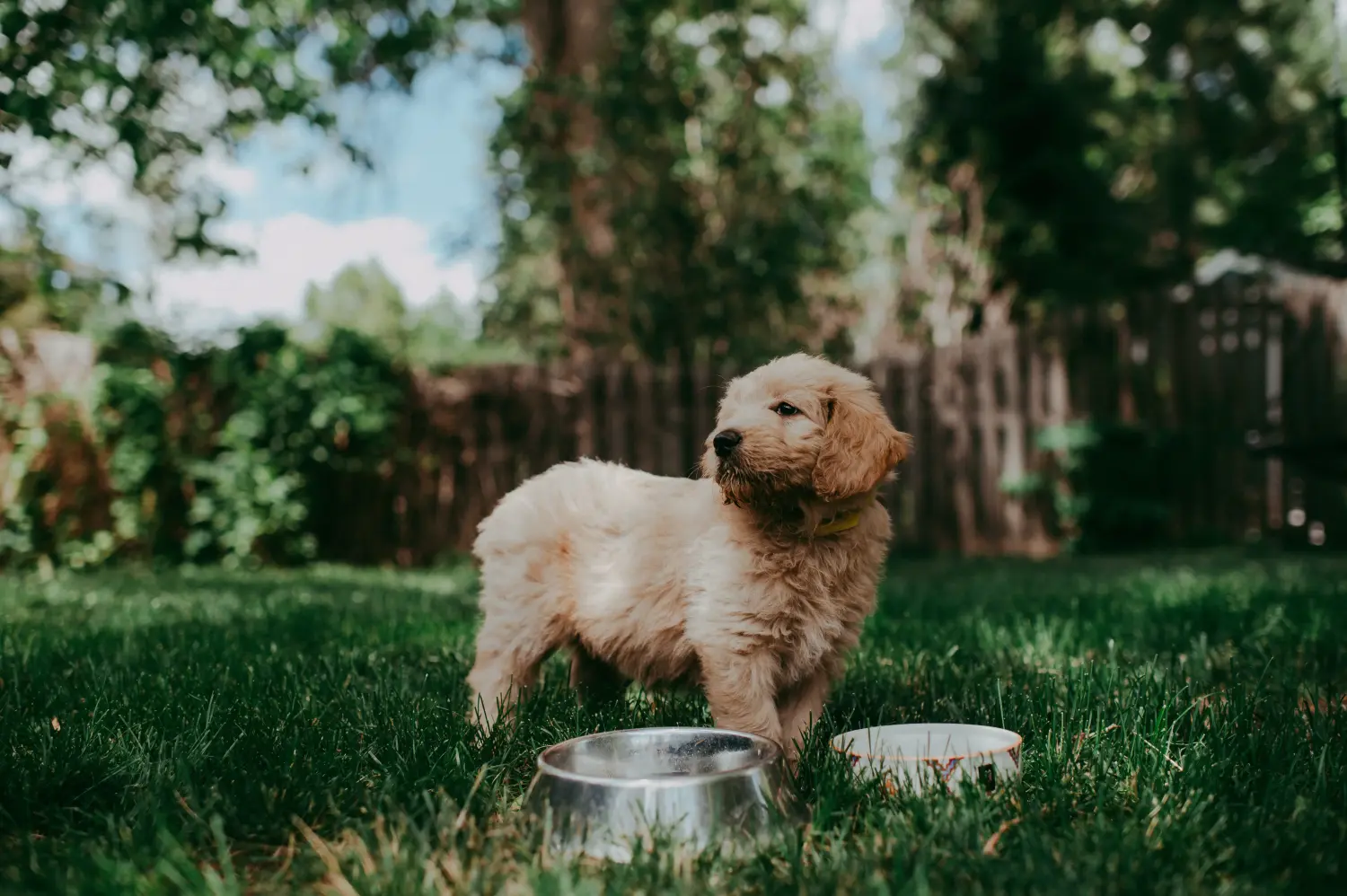 Einen Goldendoodle Welpen zu kaufen, bedeutet Verantwortung zu übernehmen! Goldendoodle Welpen kaufen.