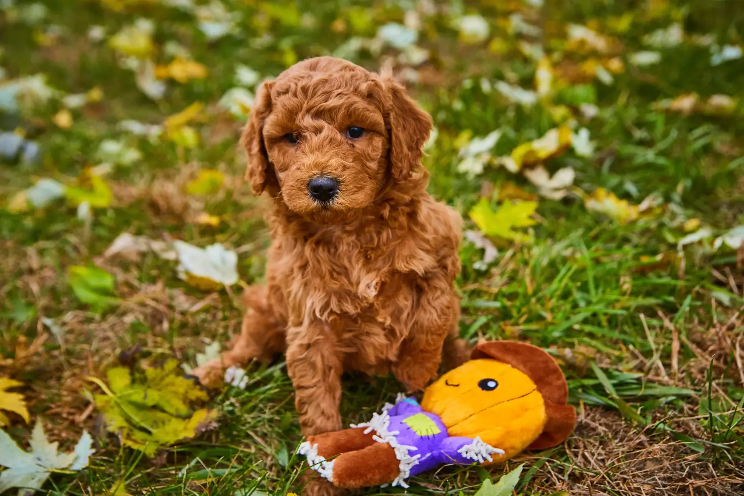 Einen Goldendoodle Welpen zu kaufen, bedeutet Verantwortung zu übernehmen! Goldendoodle Welpen kaufen.