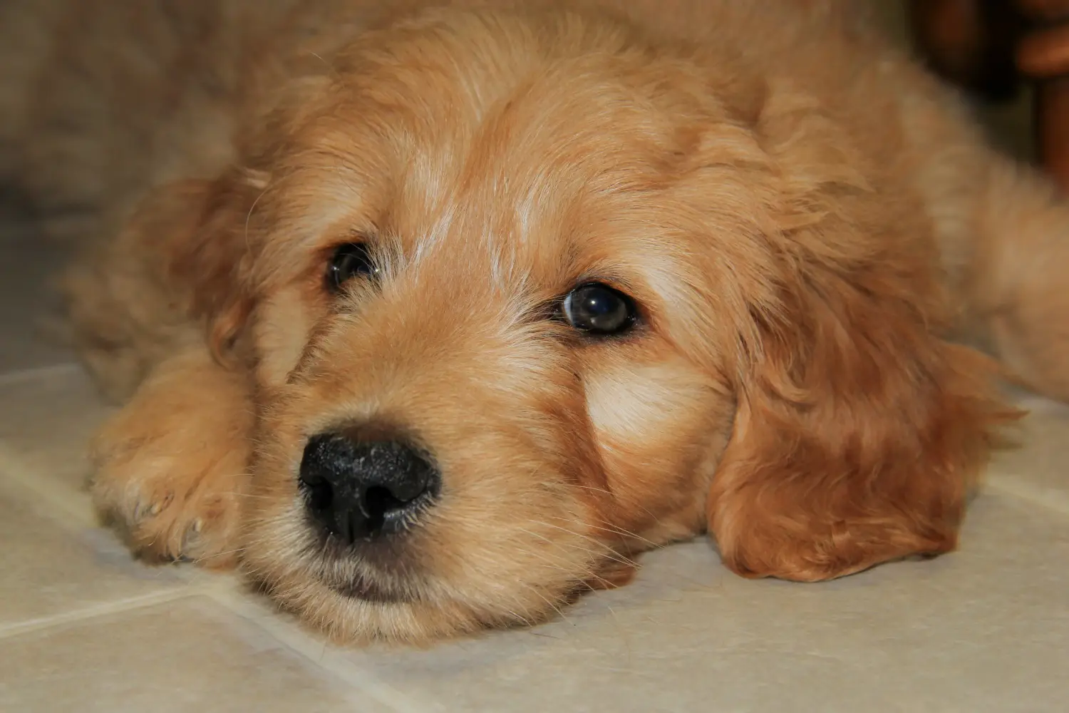Einen Goldendoodle Welpen zu kaufen, bedeutet Verantwortung zu übernehmen! Goldendoodle Welpen kaufen.