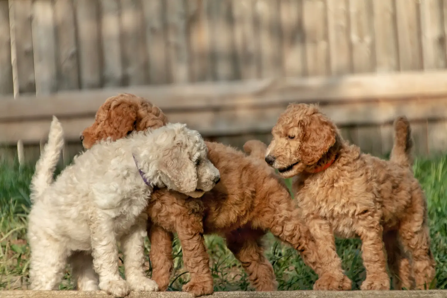 Einen Goldendoodle Welpen zu kaufen, bedeutet Verantwortung zu übernehmen! Goldendoodle Welpen kaufen.