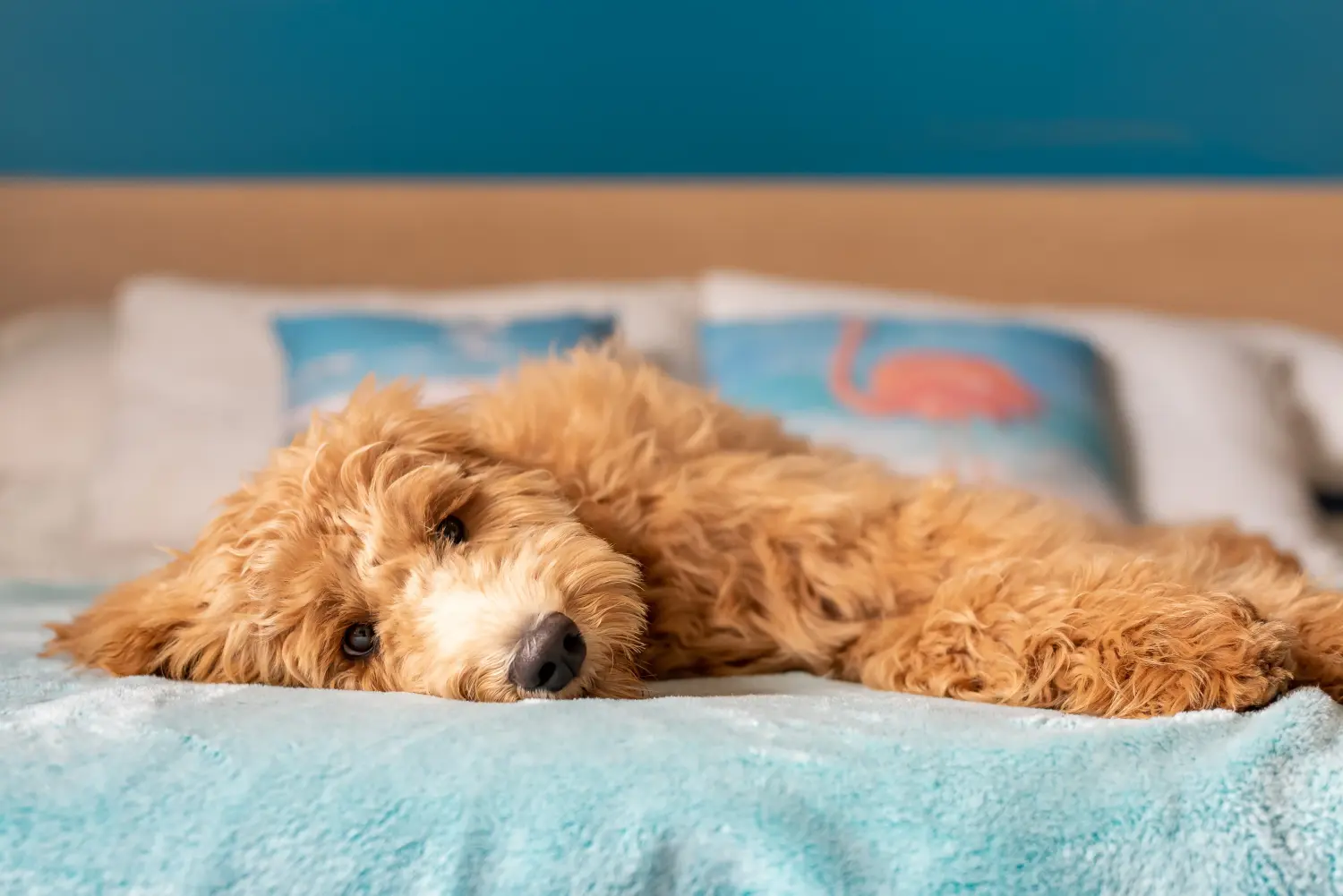 Einen Goldendoodle Welpen zu kaufen, bedeutet Verantwortung zu übernehmen! Goldendoodle Welpen kaufen.