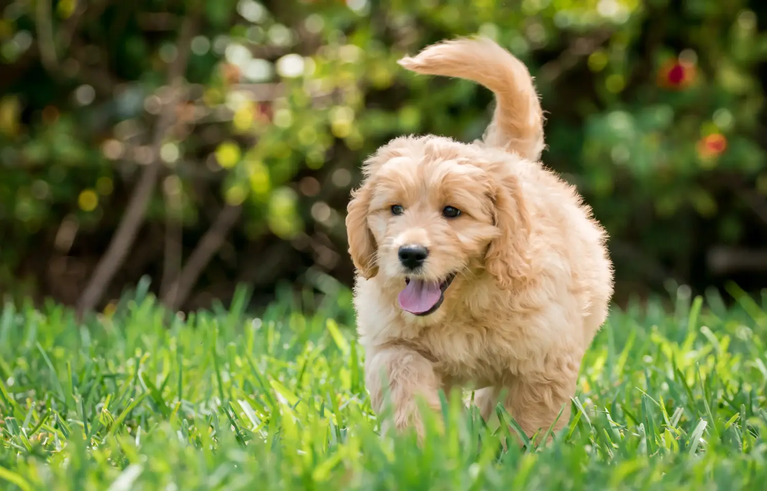 Einen Goldendoodle Welpen zu kaufen, bedeutet Verantwortung zu übernehmen! Goldendoodle Welpen kaufen.