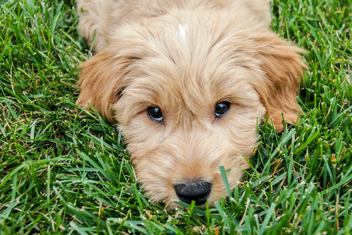 Einen Goldendoodle Welpen zu kaufen, bedeutet Verantwortung zu übernehmen! Goldendoodle Welpen kaufen.