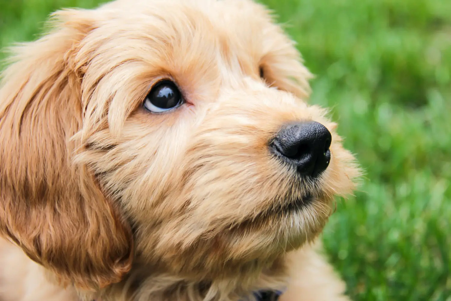 Einen Goldendoodle Welpen zu kaufen, bedeutet Verantwortung zu übernehmen! Goldendoodle Welpen kaufen.