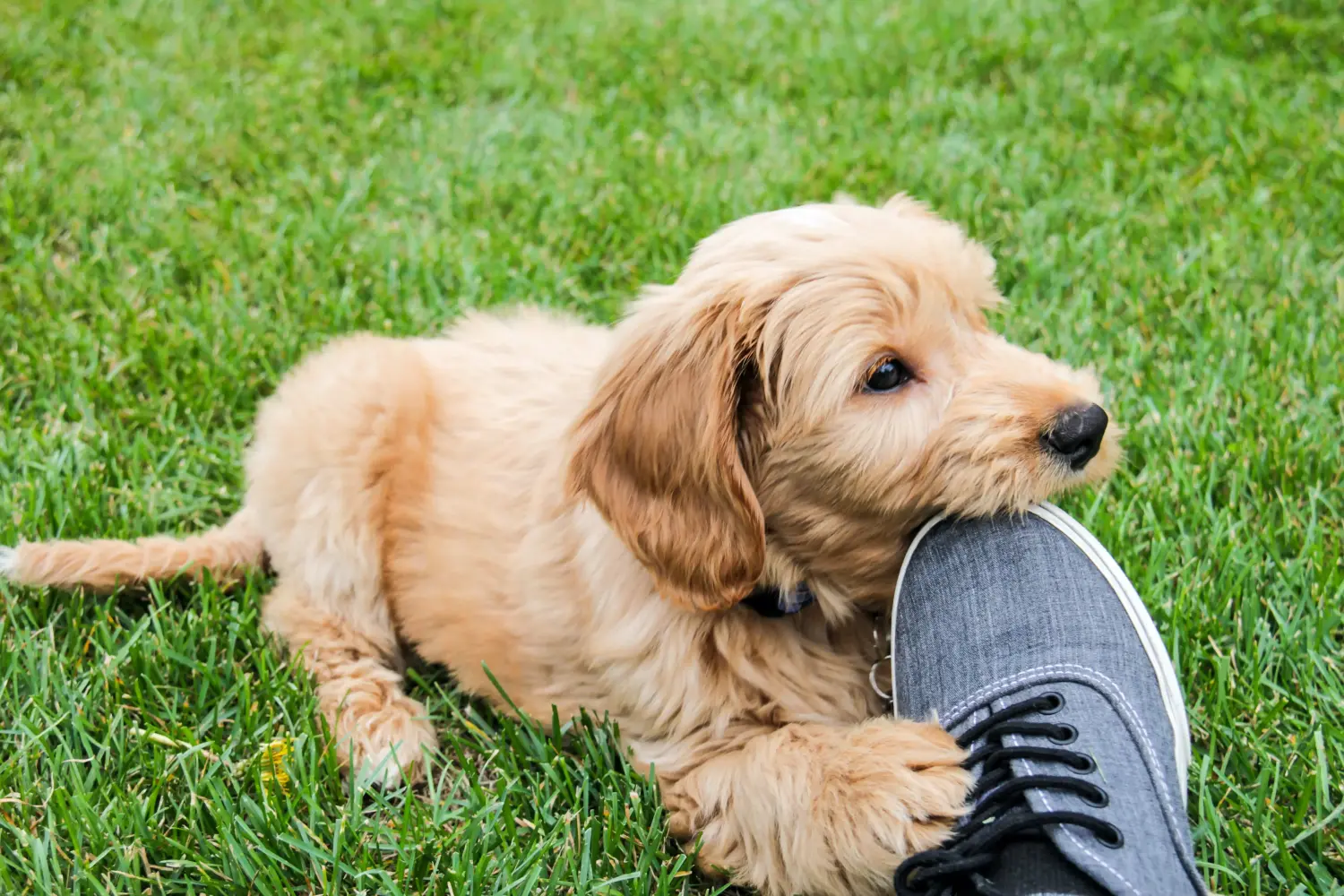 Einen Goldendoodle Welpen zu kaufen, bedeutet Verantwortung zu übernehmen! Goldendoodle Welpen kaufen.