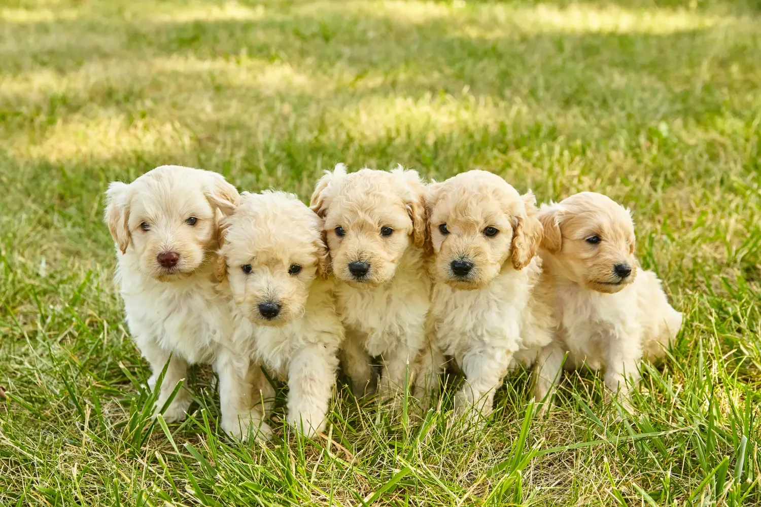 Einen Goldendoodle Welpen zu kaufen, bedeutet Verantwortung zu übernehmen! Goldendoodle Welpen kaufen.