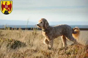 Mehr über den Artikel erfahren Goldendoodle Züchter und Welpen im Burgenland