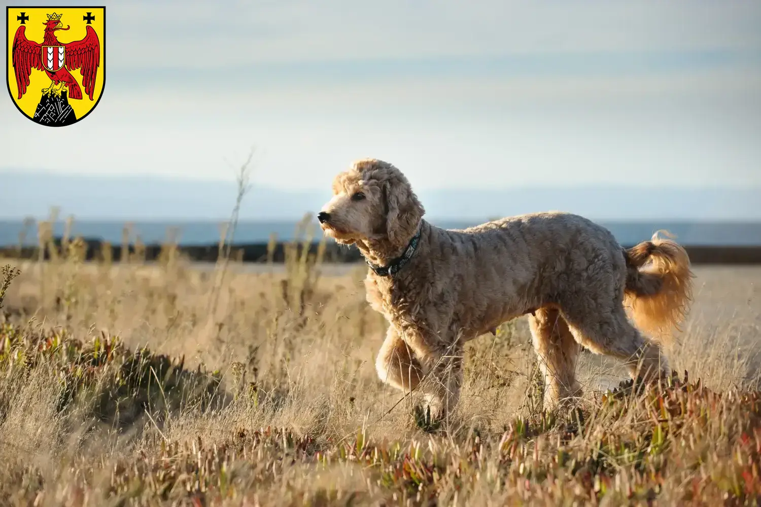 Goldendoodle Welpen und Züchter Burgenland Hier findest Du Goldendoodles Züchter im Burgenland.