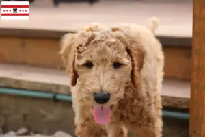 Mehr über den Artikel erfahren Goldendoodle Züchter und Welpen in Drenthe