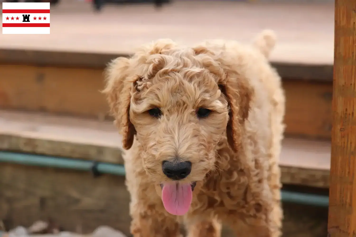 Goldendoodle Welpen und Züchter Drenthe Hier findest Du Goldendoodles Züchter in Drenthe.