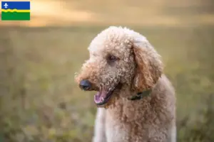 Mehr über den Artikel erfahren Goldendoodle Züchter und Welpen in Flevoland