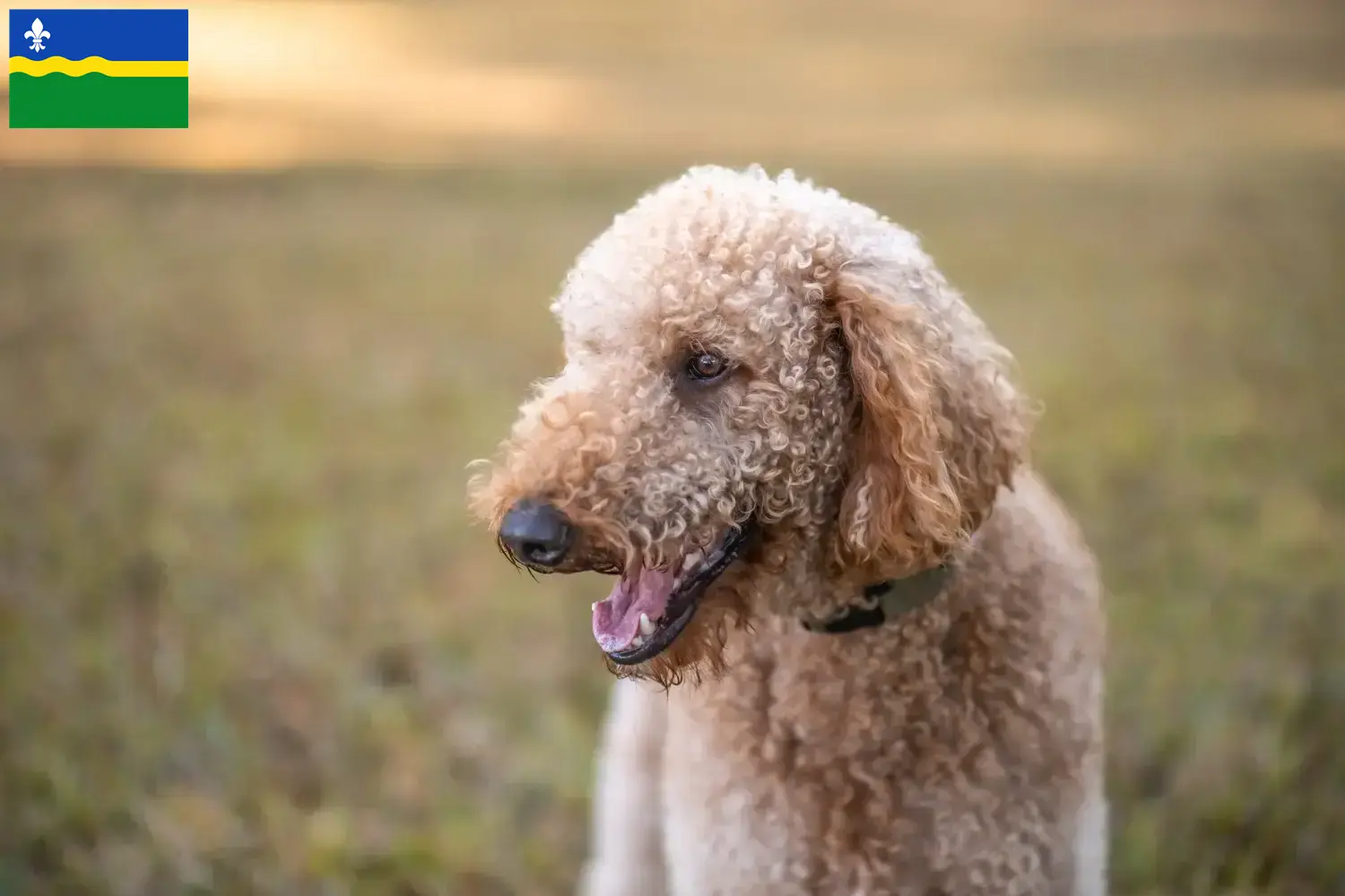 Goldendoodle Welpen und Züchter Flevoland Hier findest Du Goldendoodles Züchter in Flevoland.