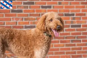 Mehr über den Artikel erfahren Goldendoodle Züchter und Welpen in Friesland