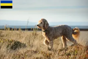 Mehr über den Artikel erfahren Goldendoodle Züchter und Welpen in Gelderland