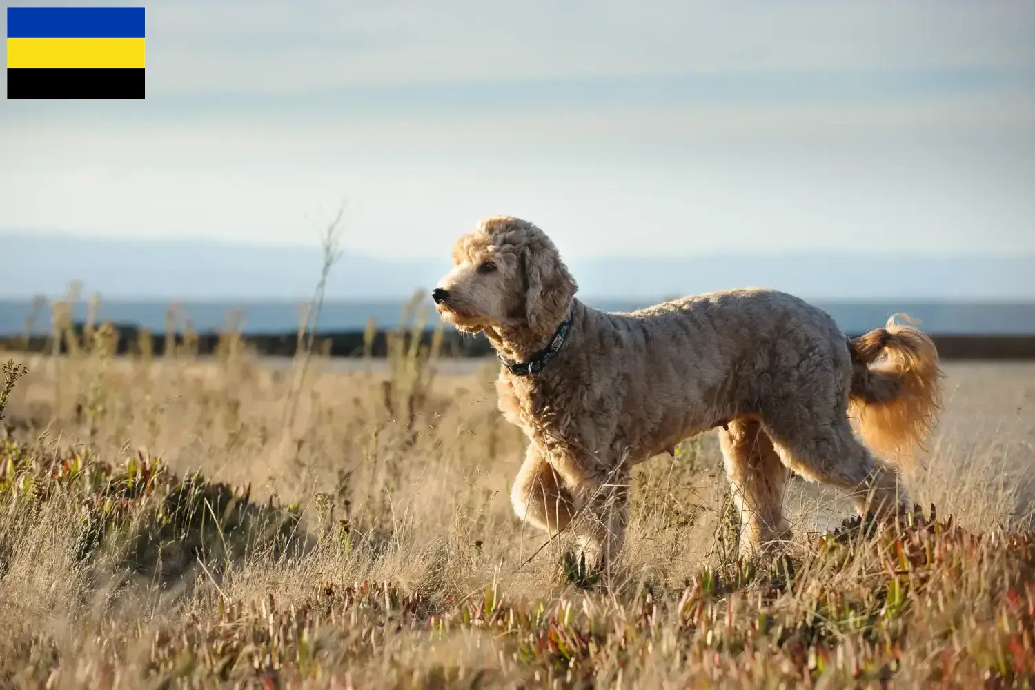 Goldendoodle Welpen und Züchter Gelderland Hier findest Du Goldendoodles Züchter in Gelderland.