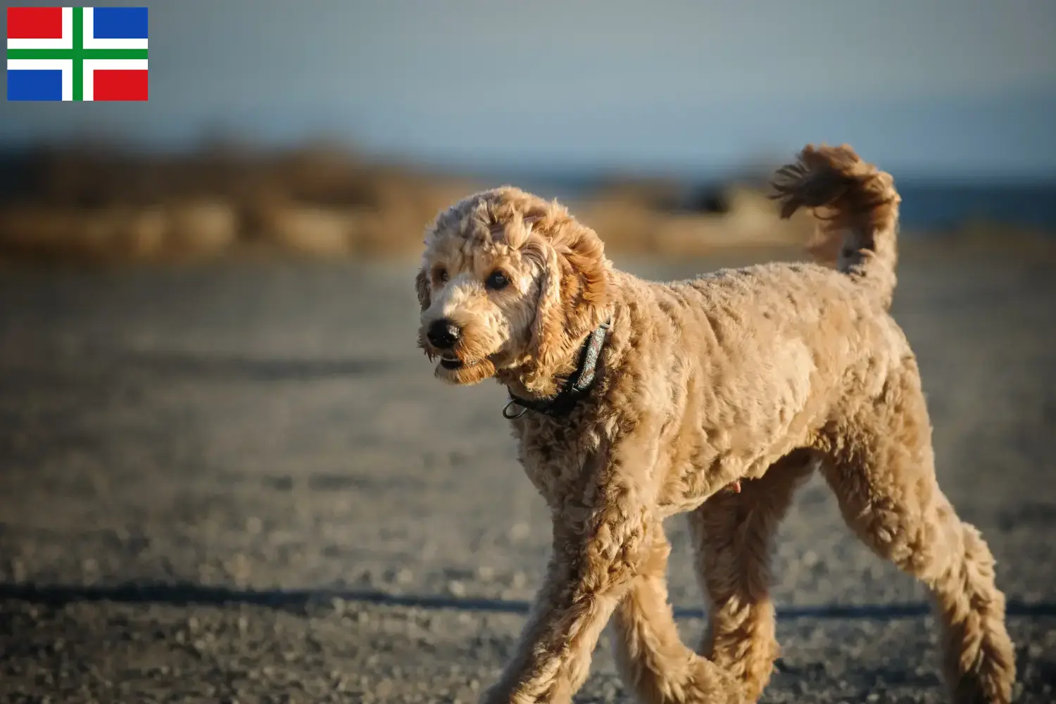 Goldendoodle Welpen und Züchter Groningen Hier findest Du Goldendoodles Züchter in Groningen.