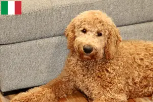 Mehr über den Artikel erfahren Goldendoodle Züchter und Welpen in Italien