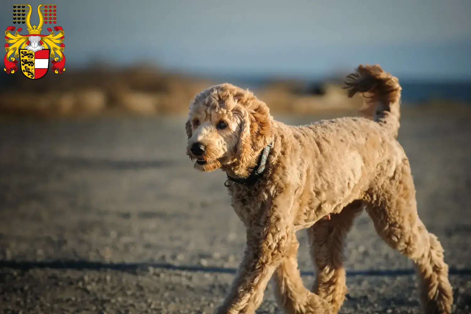 Goldendoodle Welpen und Züchter Kärnten Hier findest Du Goldendoodles Züchter in Kärnten.