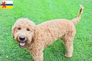 Mehr über den Artikel erfahren Goldendoodle Züchter und Welpen in Limburg