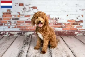 Mehr über den Artikel erfahren Goldendoodle Züchter und Welpen in den Niederlanden