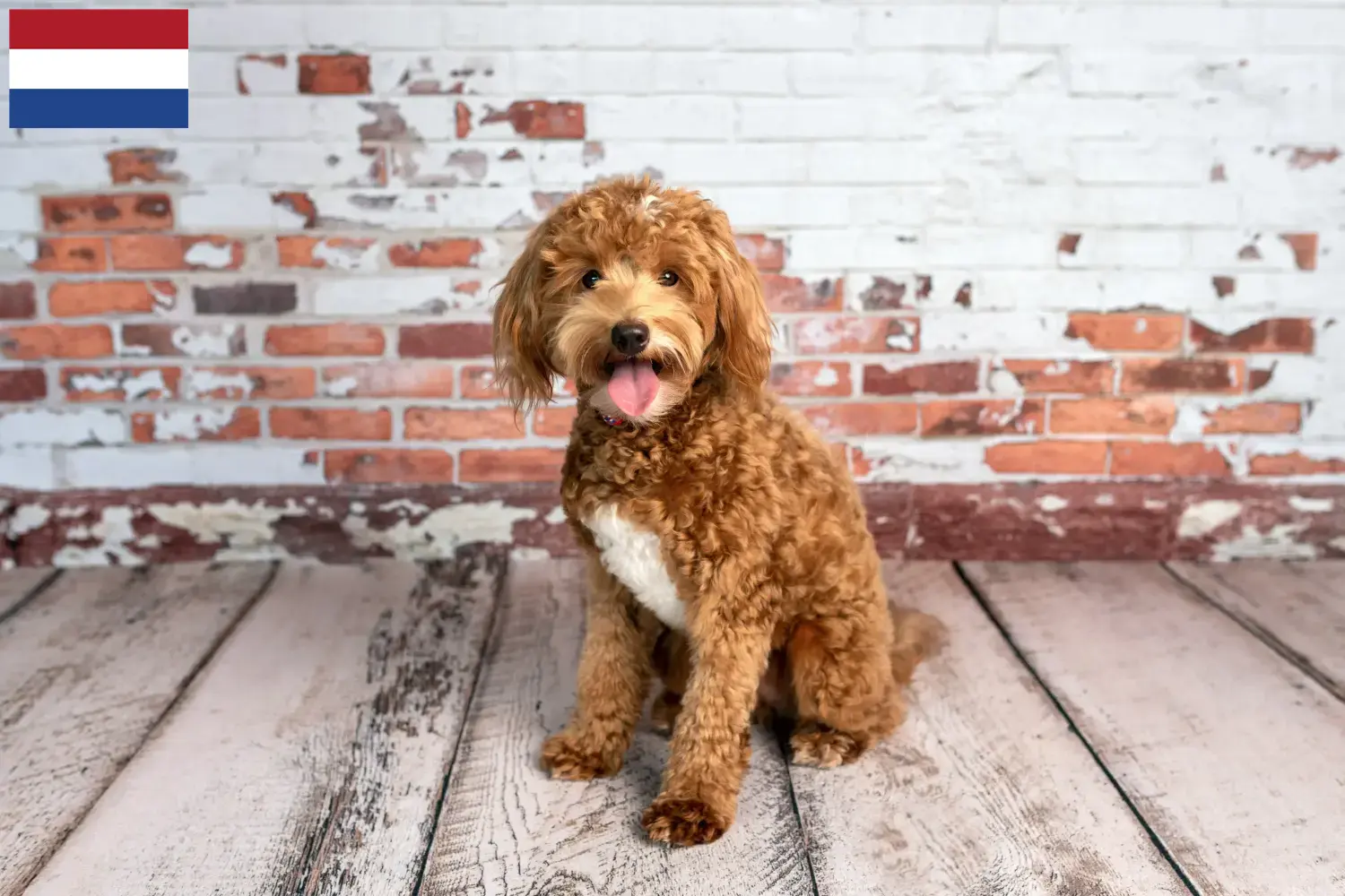 Goldendoodle Welpen und Züchter Niederlande Hier findest Du Goldendoodles Züchter in den Niederlanden.