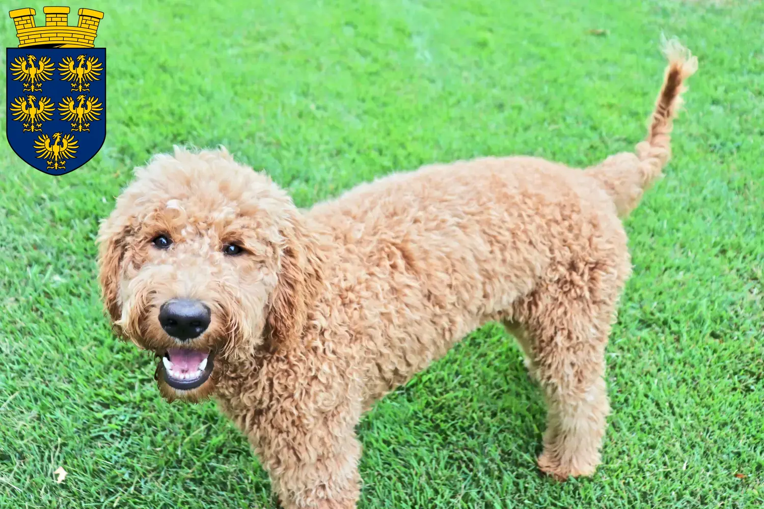 Goldendoodle Welpen und Züchter Niederösterreich Hier findest Du Goldendoodles Züchter in Niederösterreich.