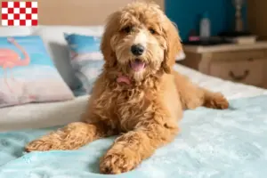 Mehr über den Artikel erfahren Goldendoodle Züchter und Welpen in Nordbrabant