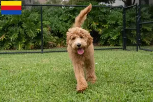 Mehr über den Artikel erfahren Goldendoodle Züchter und Welpen in Nordholland