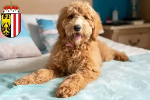 Mehr über den Artikel erfahren Goldendoodle Züchter und Welpen in Oberösterreich
