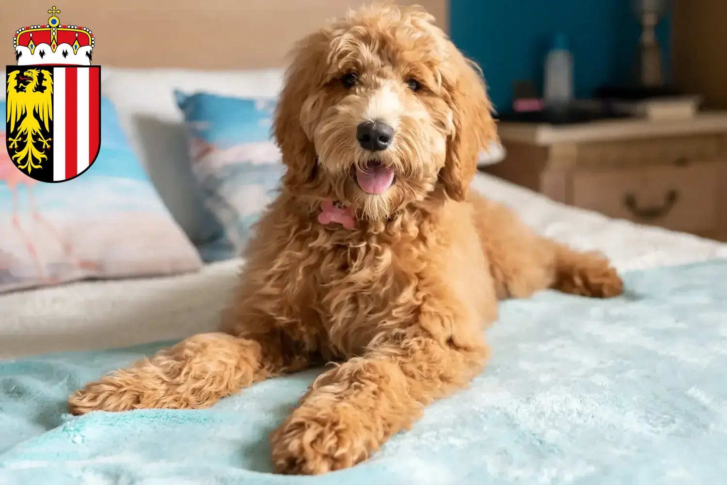 Goldendoodle Welpen und Züchter Oberösterreich Hier findest Du Goldendoodles Züchter in Oberösterreich.