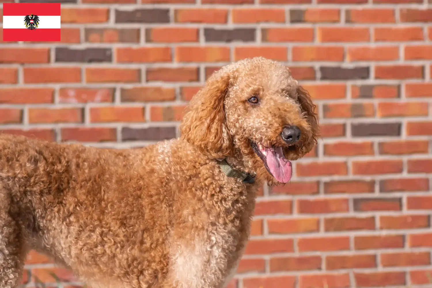 Goldendoodle Welpen und Züchter Österreich Hier findest Du Goldendoodles Züchter in Österreich.