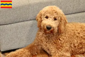 Mehr über den Artikel erfahren Goldendoodle Züchter und Welpen in Overijssel