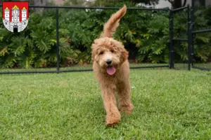 Mehr über den Artikel erfahren Goldendoodle Züchter und Welpen in Salzburg