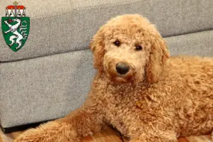 Mehr über den Artikel erfahren Goldendoodle Züchter und Welpen in der Steiermark