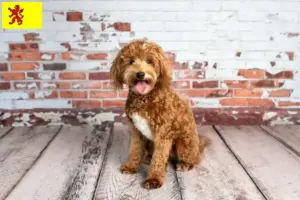 Mehr über den Artikel erfahren Goldendoodle Züchter und Welpen in Südholland