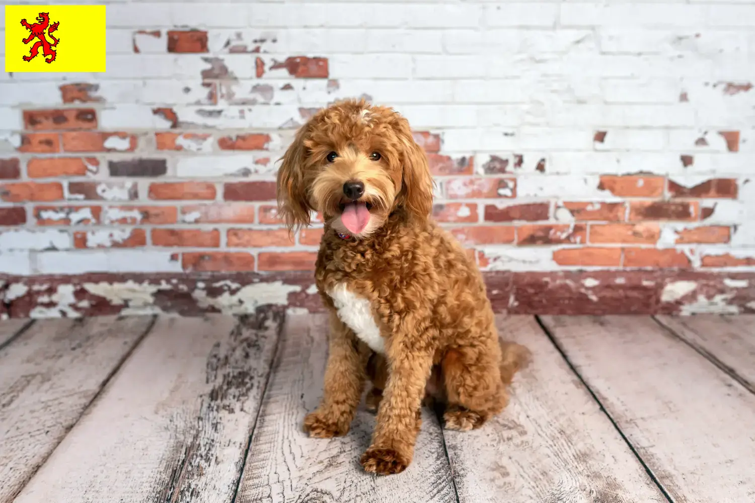 Goldendoodle Welpen und Züchter Südholland Hier findest Du Goldendoodles Züchter in Südholland.