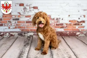 Mehr über den Artikel erfahren Goldendoodle Züchter und Welpen in Tirol