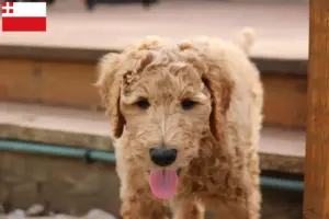 Mehr über den Artikel erfahren Goldendoodle Züchter und Welpen in Utrecht