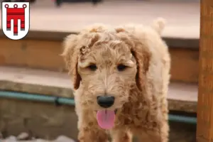 Mehr über den Artikel erfahren Goldendoodle Züchter und Welpen in Vorarlberg