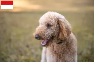 Mehr über den Artikel erfahren Goldendoodle Züchter und Welpen in Wien