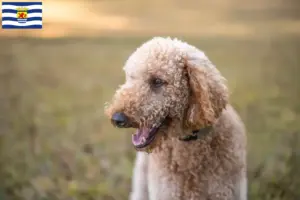 Mehr über den Artikel erfahren Goldendoodle Züchter und Welpen in Zeeland